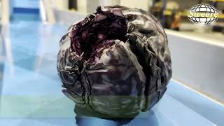 Automated Cabbage Processing Line in Action | Sweere Machines