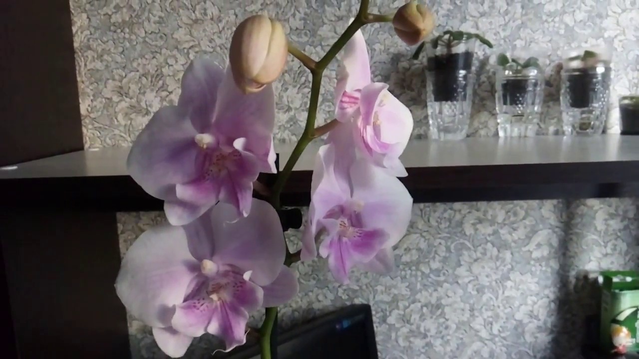 Купить орхидею в чебоксарах