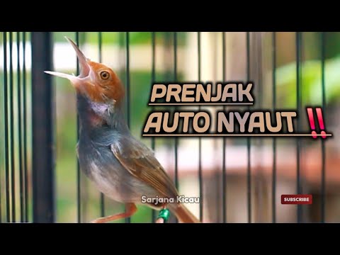 PRENJAK MANAPUN LANGSUNG NYAUT ‼️