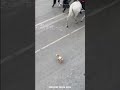 Ultima parata di Briciola: dopo 12 anni la cagnolina mascotte dei carabinieri va in pensione