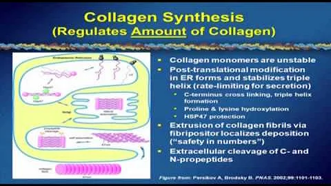 Susan Emeigh Hart VMD PhD, "A primer of collagen biology..." 2010 Miami Dupuytren Symposium