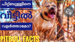 Pitbull Facts Malayalam Animal Factory