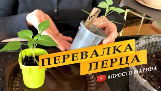 Перевалка рассады перца.