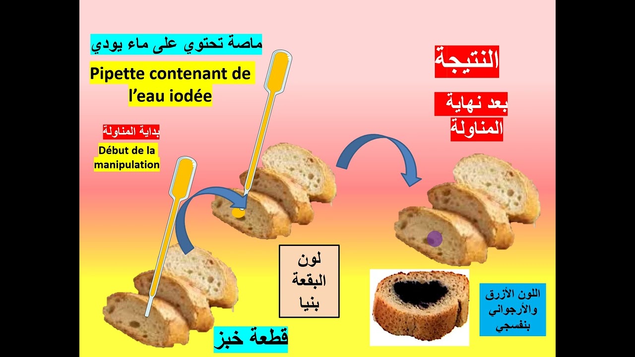 الكشف عن مكونات الأغذية ودورها الجزء السادس النشا -