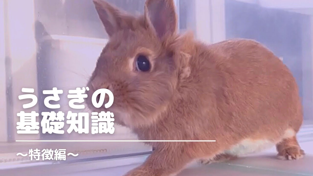 うさぎの基礎知識 特徴編 これを観ればうさぎの特徴が丸わかり Youtube