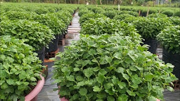 cập nhật tình hình phát triển của cúc mâm xôi (4cơi,1chậu 3 cây) Hoa Tết 2025