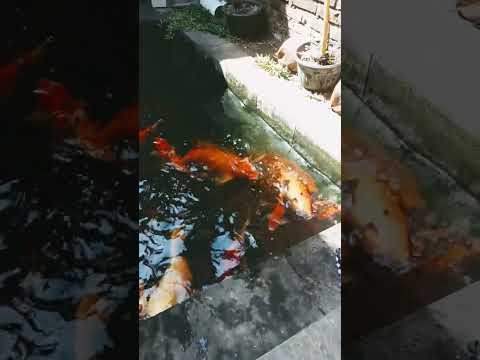 Koi Kamis Pagi