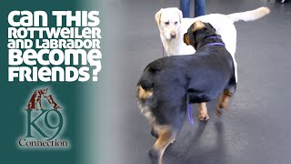 Can This Rottweiler and Labrador Become Friends?