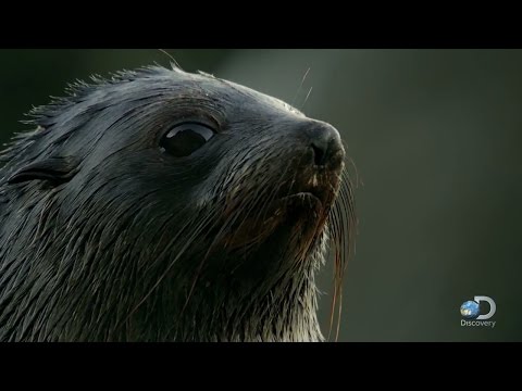 Seal Pups Learn in Hidden Practice Pool