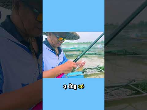 Câu Cá Chép Sông đơn giản (2/3) #fishing #caudat #giaitri #carpfishing #mientay #funny #fish