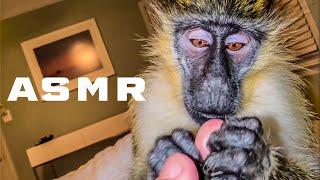 ASMR Monkey Primal Trigger Sounds ( short version)