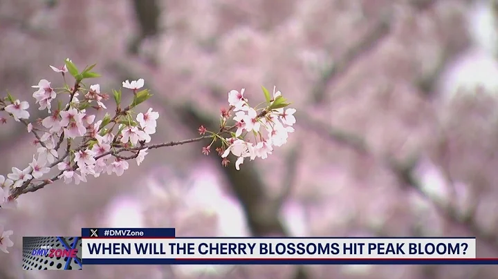 When will the Cherry Blossoms bloom in DC? - DayDayNews