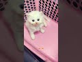 cute 😻kitten# cats #cat #viral #short #video# follow me ❤️🤗