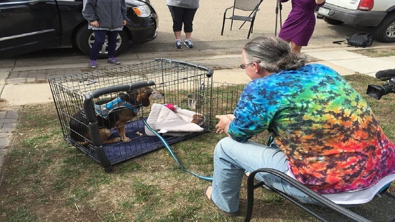 Beagle Reunites With Owner After 764 Days Apart - YouTube