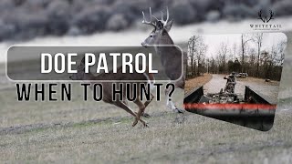 When to Shoot DOES!? The Perfect BUCK/DOE RATIO is…???