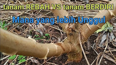 petani sukses [ 🇮🇩REVIEW Tanam SINGKONG DI REBAHKAN VS TANAM BERDIRI ( Mana yang terbaik )