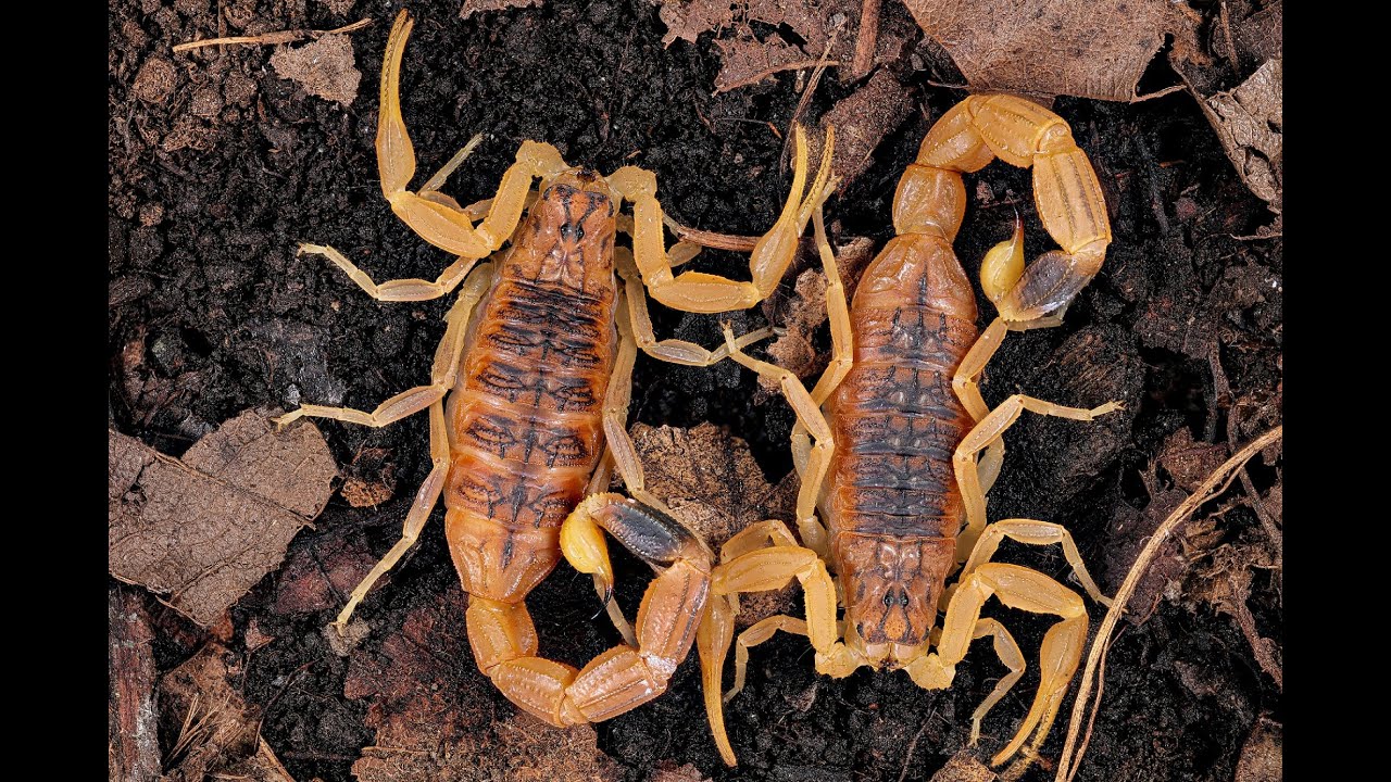 Self-cleaning of 𝑂𝑙𝑖𝑣𝑖𝑒𝑟𝑢𝑠 𝑚𝑎𝑟𝑡𝑒𝑛𝑠𝑖𝑖