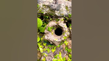 Chinh phục bé còng và cái kết #shorts #short