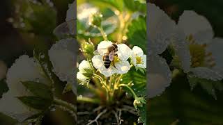 From Tiny Seedlings to Sweet Red Strawberries 🍓 Amazing Growing Process! #strawberry #farming #asmr
