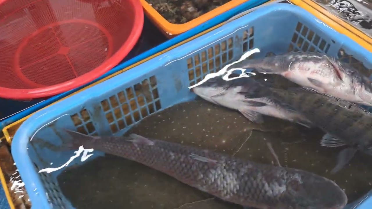 녹동항 어판장구경