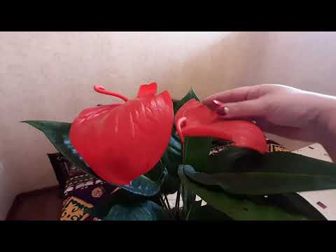 Video: Anthurium (Anthurium) Blomma-flamingo, Växer Hemma