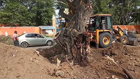 JCB 3DX working removing tree very fast