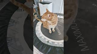 Wanna See All Your Buddies Bella?