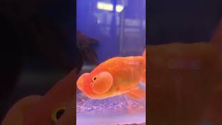 "You Won’t Believe This Goldfish Exists!" #shorts#aquarium#Goldfish#RareGoldfish#PetLovers#FishTok