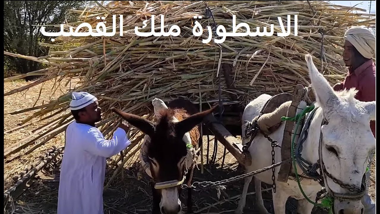 سعيد الاسطورة ملك القصب في الصعيد خطيييييييير ههههههههههههههههه