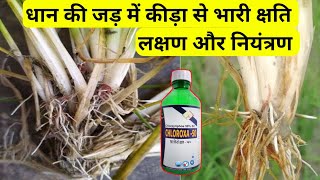 A red insect in the roots of money. A insect that grows in the roots of money. #rajz_agritech #di... screenshot 1