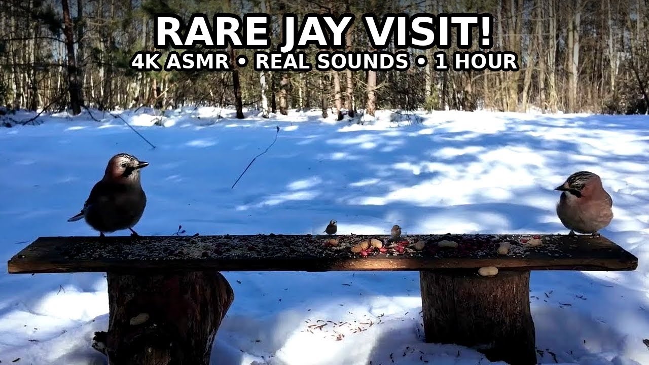 Eurasian Jay at My Sunny Winter Feeder ☀️ Great Tits & Sparrows on the Snack Bench  Cozy Cat TV