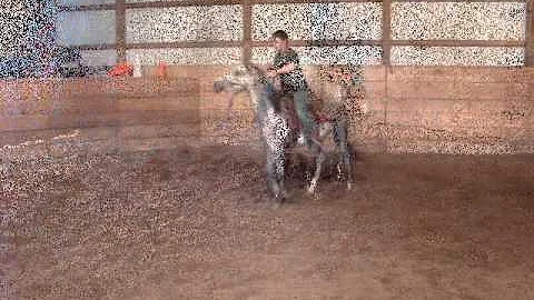 Horse Training and Horses For Sale:  Shez Alisa Ha...