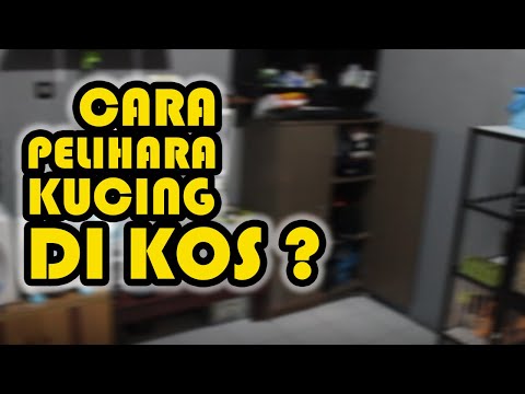 CARA MERAWAT KUCING DI KOS