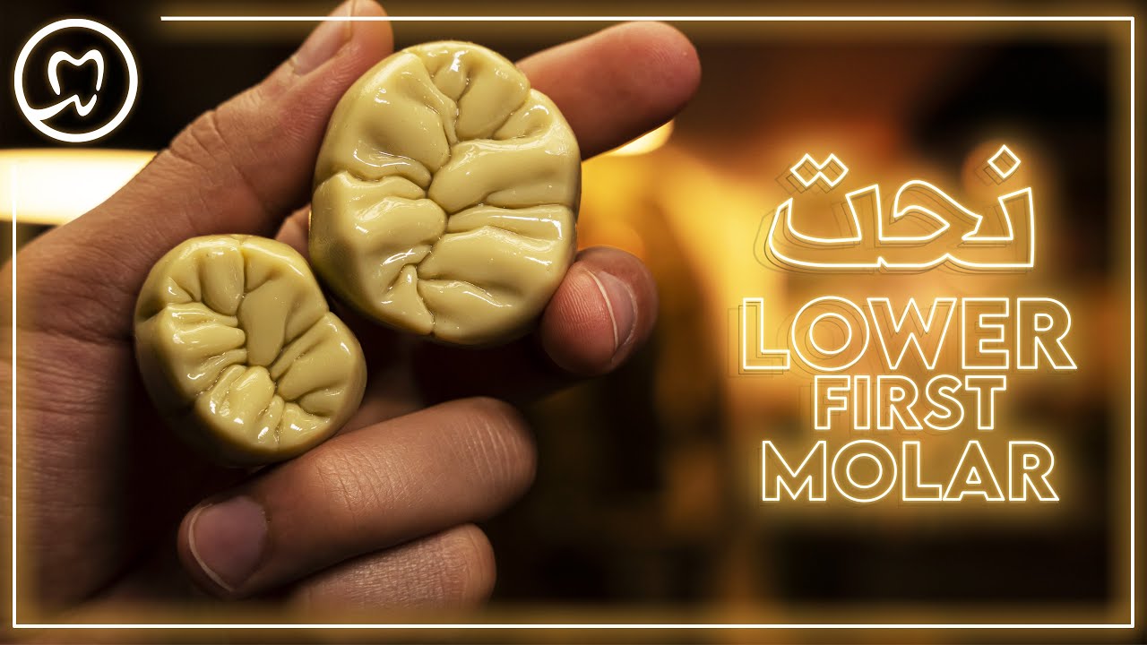 نحت الرحى السفلية الاولى خطوة بخطوة | Lower First Molar Tooth Carving