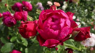 Роза Аскот - очень ценный, изумительной красоты сорт. Цветет постоянно и обильно!