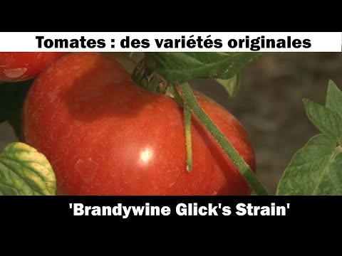 Vidéo: Tomate 