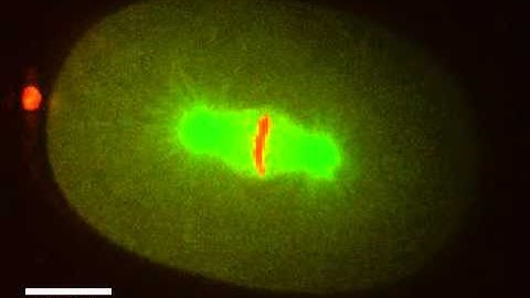 C. elegans Embryo First Mitosis