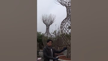 Cây độc lạ P5 | Cây hoa tường vi lục bình #shorts