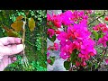 How to propagate a branch of bougainvillea gardening