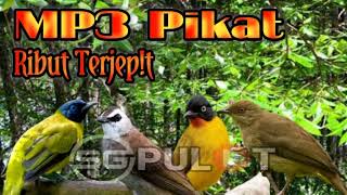 Suara Pikat 4 Burung Paling Di Cari,Kutilang Sutra,Kutilang Emas,Merbah Cerucuk,Merbah Belukar