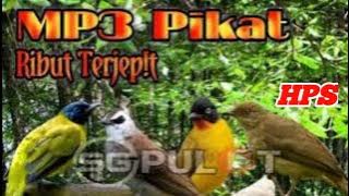 Suara Pikat 4 Burung Paling Di Cari,Kutilang Sutra,Kutilang Emas,Merbah Cerucuk,Merbah Belukar