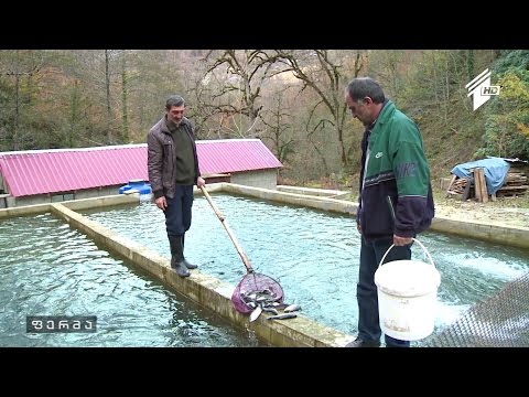 საკალმახე მეურნეობა მაღალმთიან აჭარაში