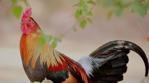 yuav qaib los tshiab nawb qua zoo kawg lis:23/12/2029