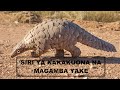 SIRI USIZOZIJUA KUHUSU KAKAKUONA NA MAGAMBA YAKE SIRI USIZOZIJUA KUHUSU KAKAKUONA NA MAGAMBA YAKE