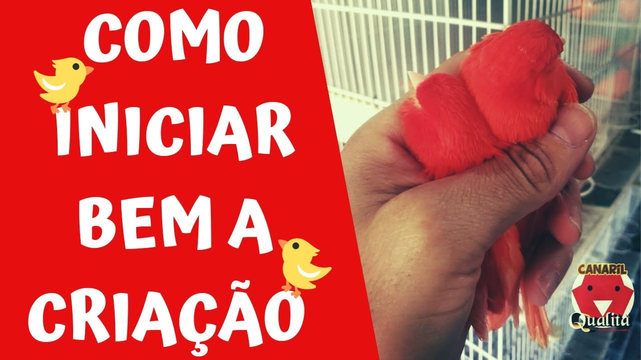 5 DICAS PARA VOCÊ INICIAR BEM A CRIAÇÃO DE CANÁRIOS