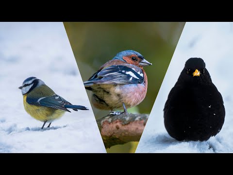Video: Sådan Beskyttes Fugle