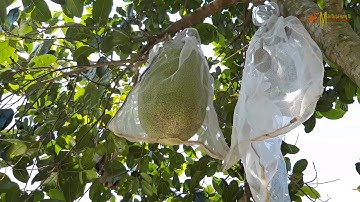 Vườn Mít Thái-Chú Thuận|Tiền Giang|Miền Tây Quê Hương Tôi