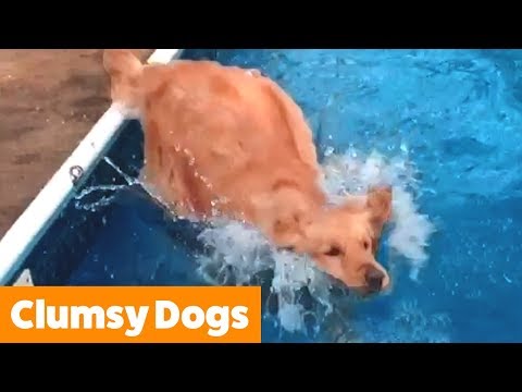 funniest-clumsy-dogs-|-funny-pet-videos