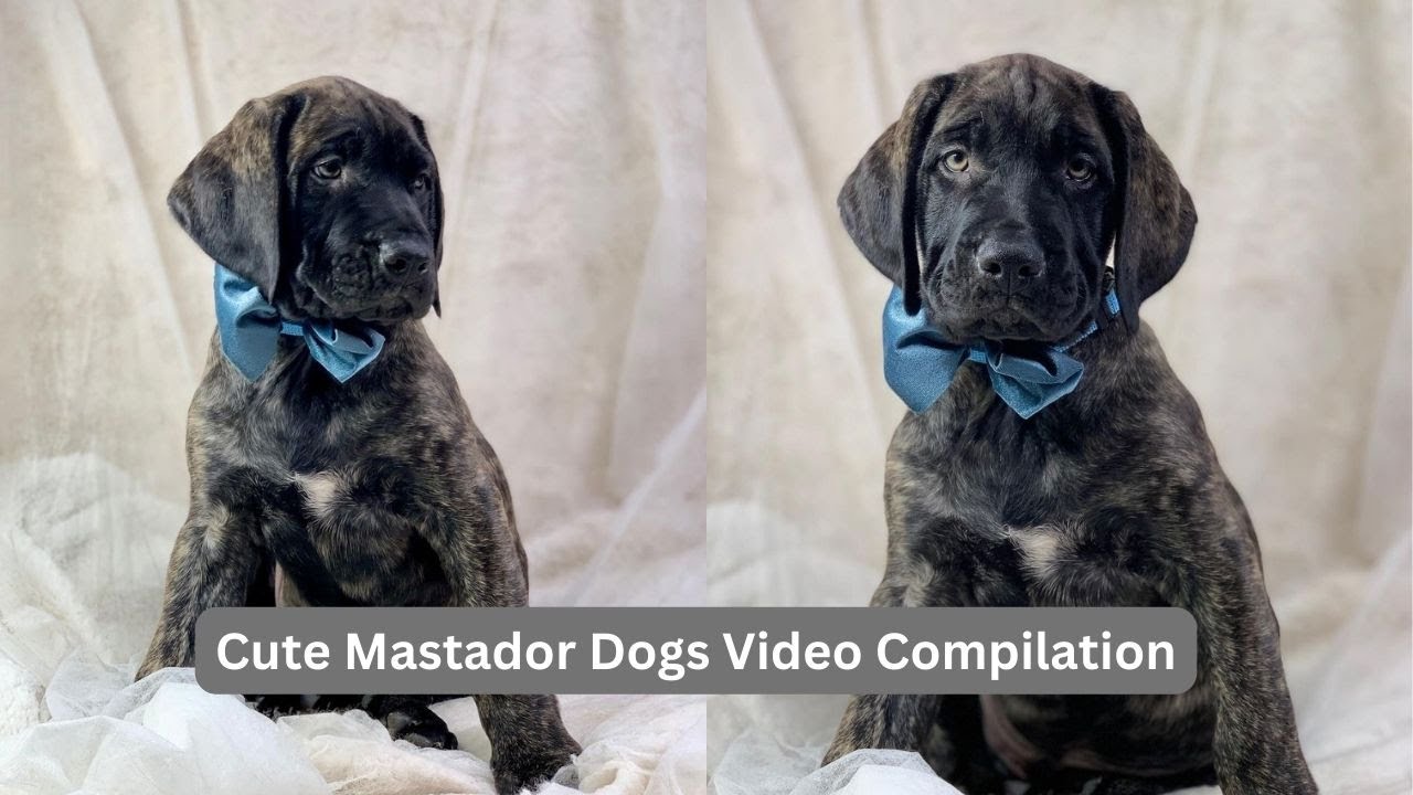 Cute Mastador Dogs Video Compilation