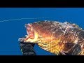 Ψαροντούφεκο με Ροφούς-Στήρες-Σφυρίδα-Spearfishing Groupers in the deep